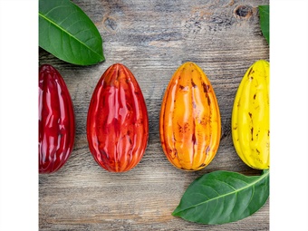 STAMPO UOVA POLICARBONATO COCOA  DIAM MM 93,5 H 165 GR 275 - 2 IMPRONTE