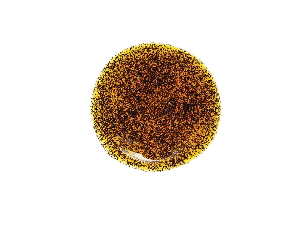 PASTA VANIGLIA BOURBON KG 1